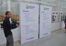 Sadrach Talahatu talks about the crop groups ranunculus and primula. These categories are less known among the consumers than, for example, cyclamen, and that is, of course, a shame. There is still a lot to be gained for these two crops.